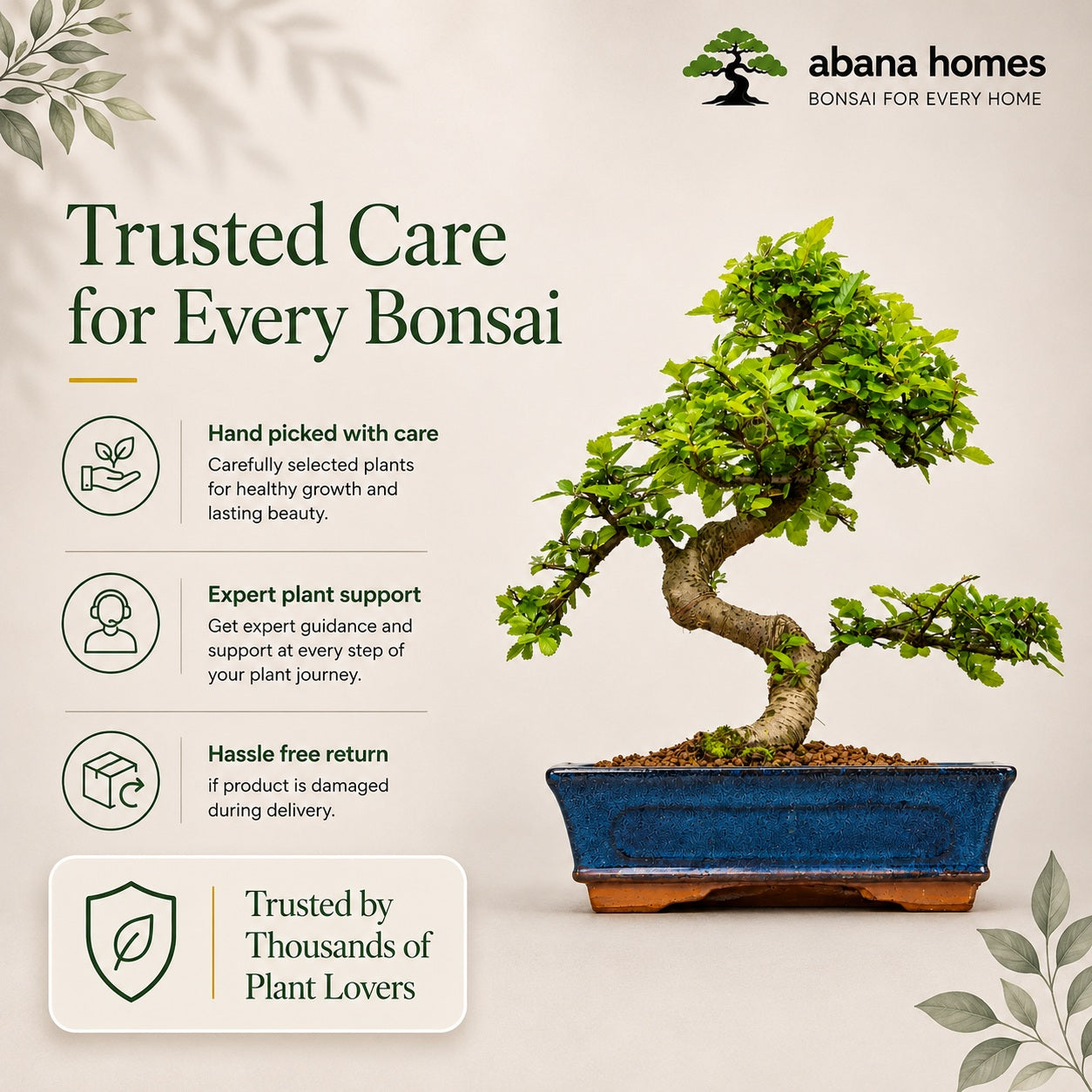 Chinese Elm Indoor Bonsai Tree – 9 Years, Blue Ceramic Pot