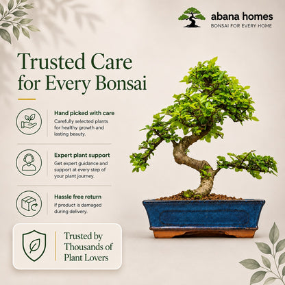 Chinese Elm Indoor Bonsai Tree – 9 Years, Blue Ceramic Pot