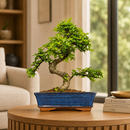 Chinese Elm Indoor Bonsai Tree – 9 Years, Blue Ceramic Pot