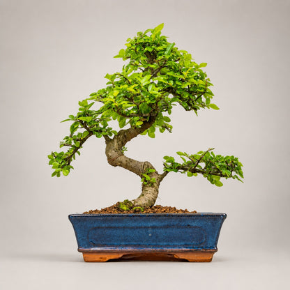 Chinese Elm Indoor Bonsai Tree – 9 Years, Blue Ceramic Pot