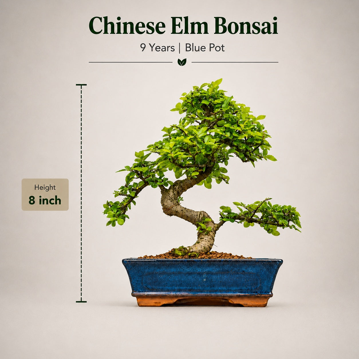 Chinese Elm Indoor Bonsai Tree – 9 Years, Blue Ceramic Pot
