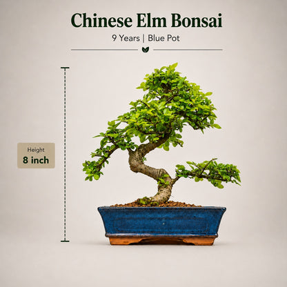 Chinese Elm Indoor Bonsai Tree – 9 Years, Blue Ceramic Pot