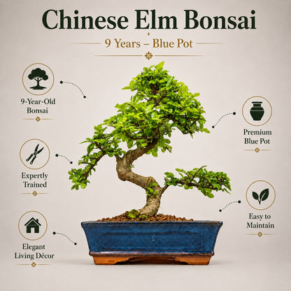 Chinese Elm Indoor Bonsai Tree – 9 Years, Blue Ceramic Pot