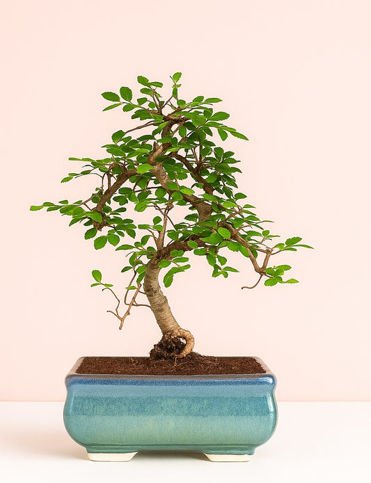 Chinese Elm Bonsai Tree 9 Years 30 cm in Ceramic Pot