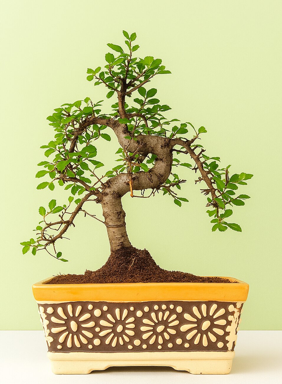chinese elm Bonsai tree in a decorative pot on a light green background