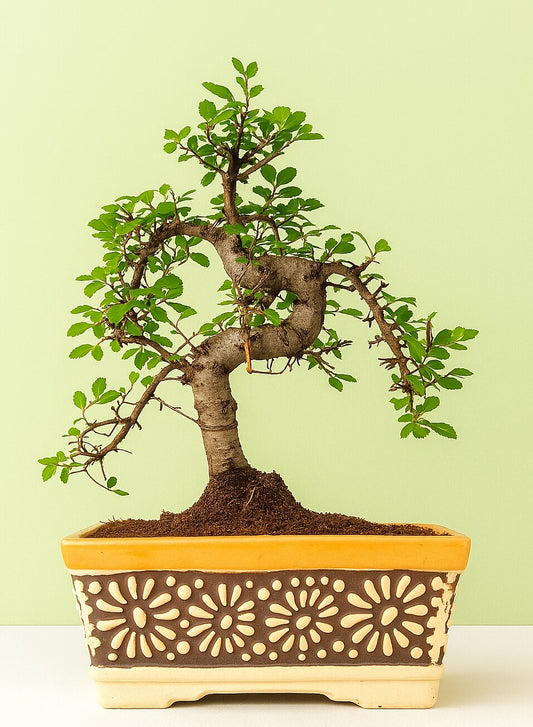 chinese elm Bonsai tree in a decorative pot on a light green background