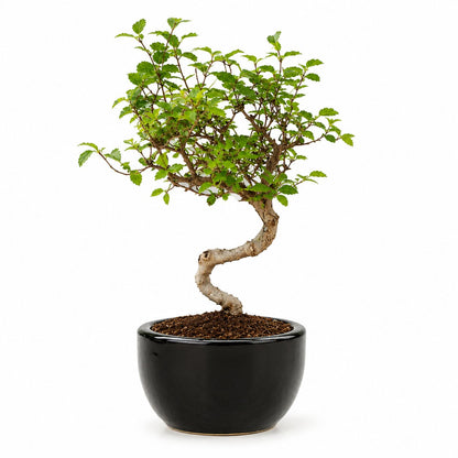 Chinese Elm Indoor Bonsai Tree – 5 Years, Black Round Pot