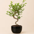 Chinese Elm Bonsai Tree For Balcony & LIving Room