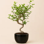 Chinese Elm Bonsai Tree For Balcony & LIving Room
