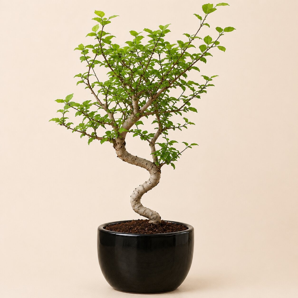 Chinese Elm Bonsai Tree For Balcony & LIving Room