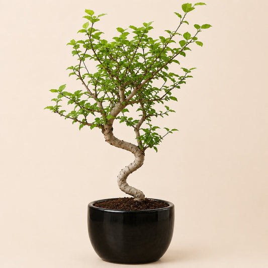 Chinese Elm Bonsai 4-5 Years – Black Round Pot