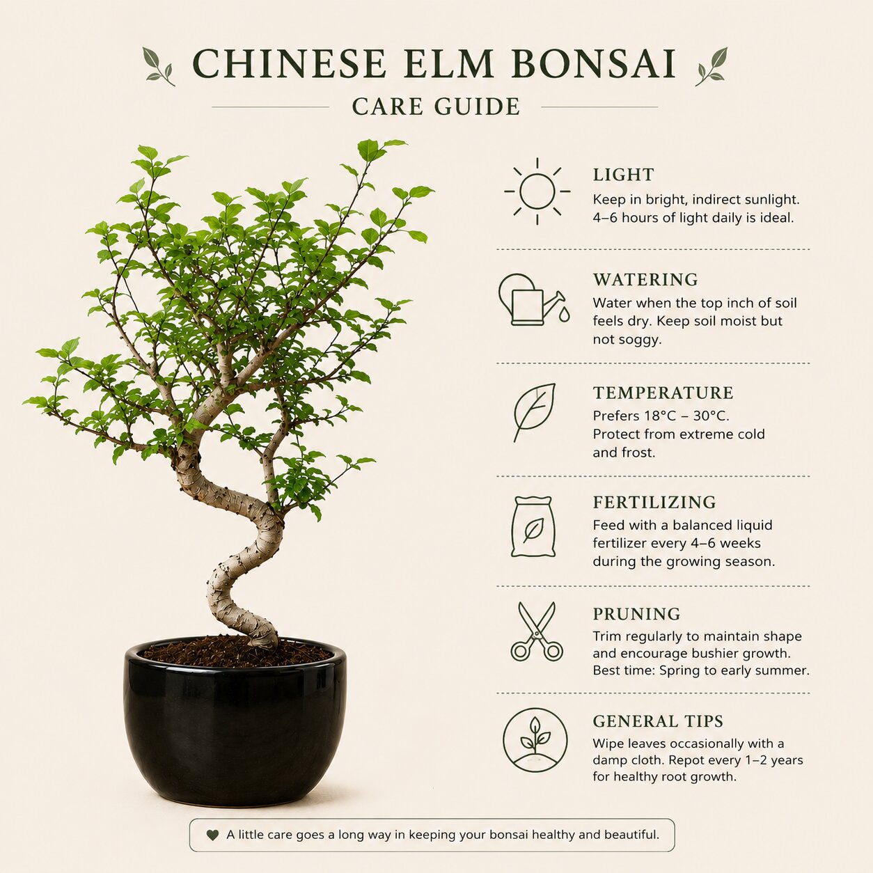 Chinese Elm Bonsai 4-5 Years – Black Round Pot