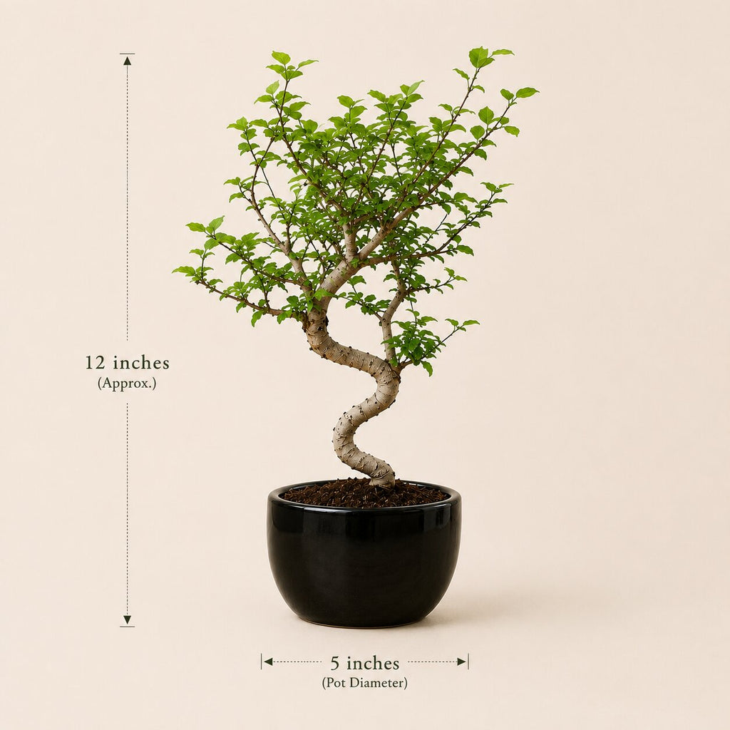 Chinese Elm Bonsai Tree For Balcony & LIving Room