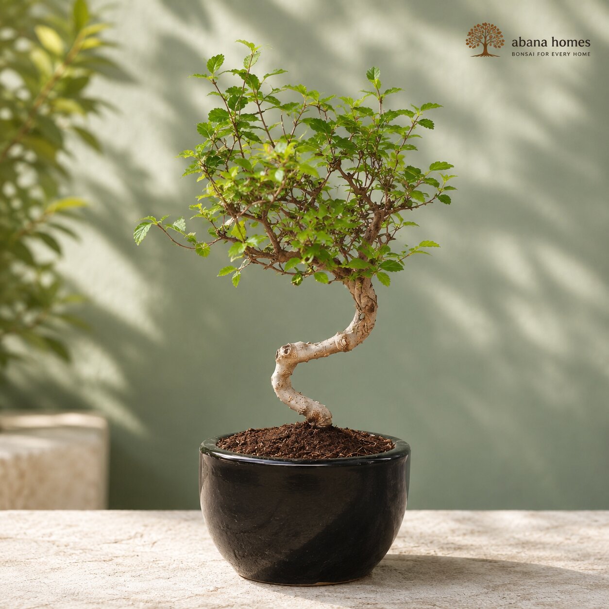 Chinese Elm Bonsai 4-5 Years – Black Round Pot