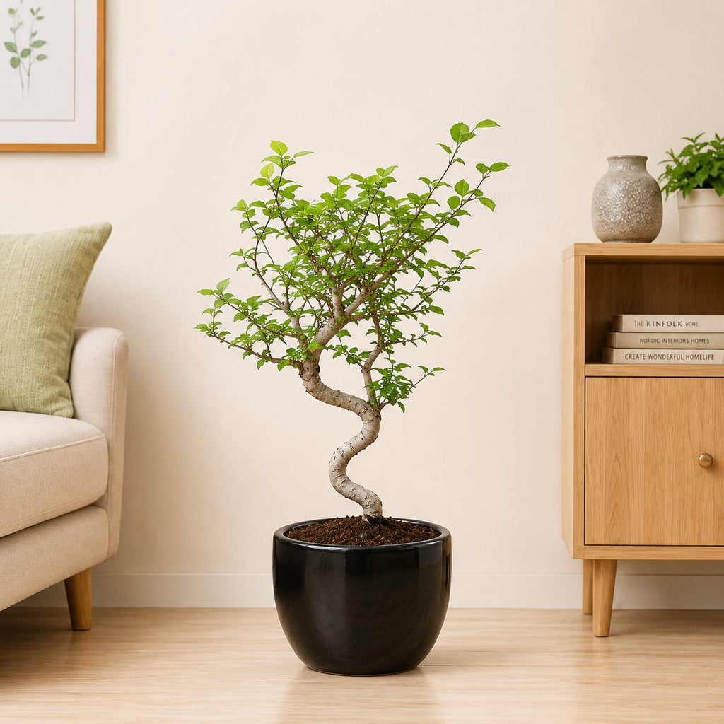 Chinese Elm Bonsai Tree For Balcony & LIving Room
