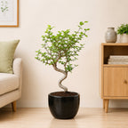 Chinese Elm Bonsai Tree For Balcony & LIving Room