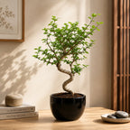 Chinese Elm Bonsai Tree For Balcony & LIving Room
