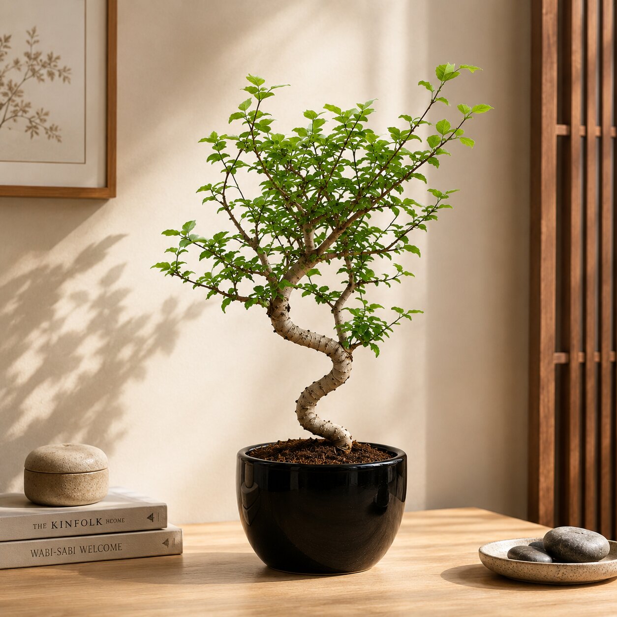 Chinese Elm Bonsai Tree For Balcony & LIving Room