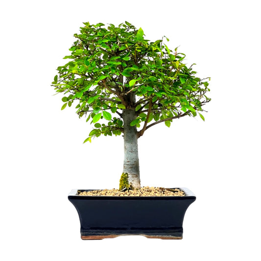 5 Years Chinese Elm Bonsai Tree, Ulmus Parvifolia, Upright Style, with Nebari