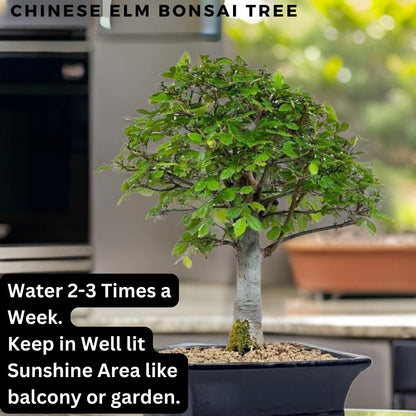 5 Years Chinese Elm Bonsai Tree, Ulmus Parvifolia, Upright Style, with Nebari