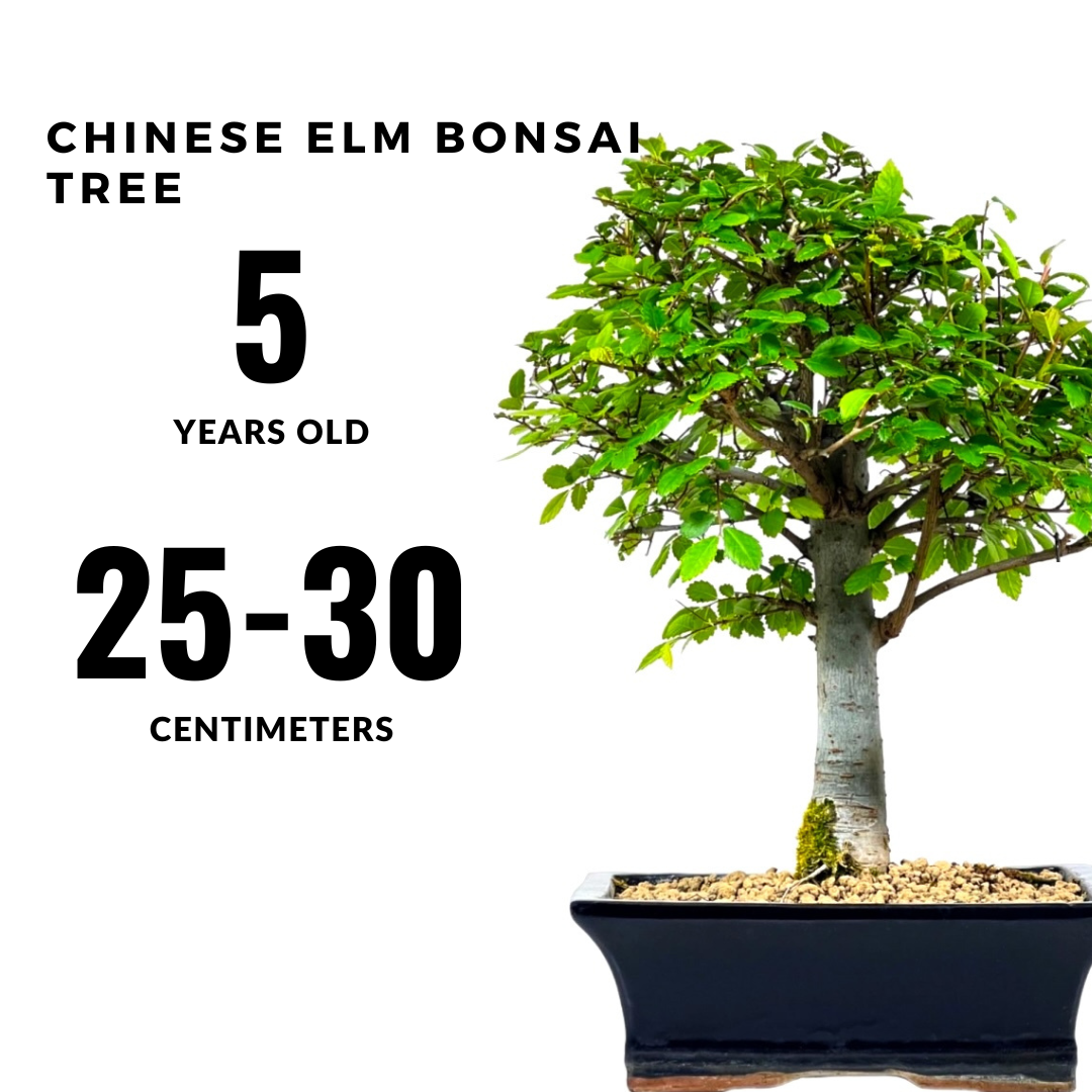 5 Years Chinese Elm Bonsai Tree, Ulmus Parvifolia, Upright Style, with Nebari