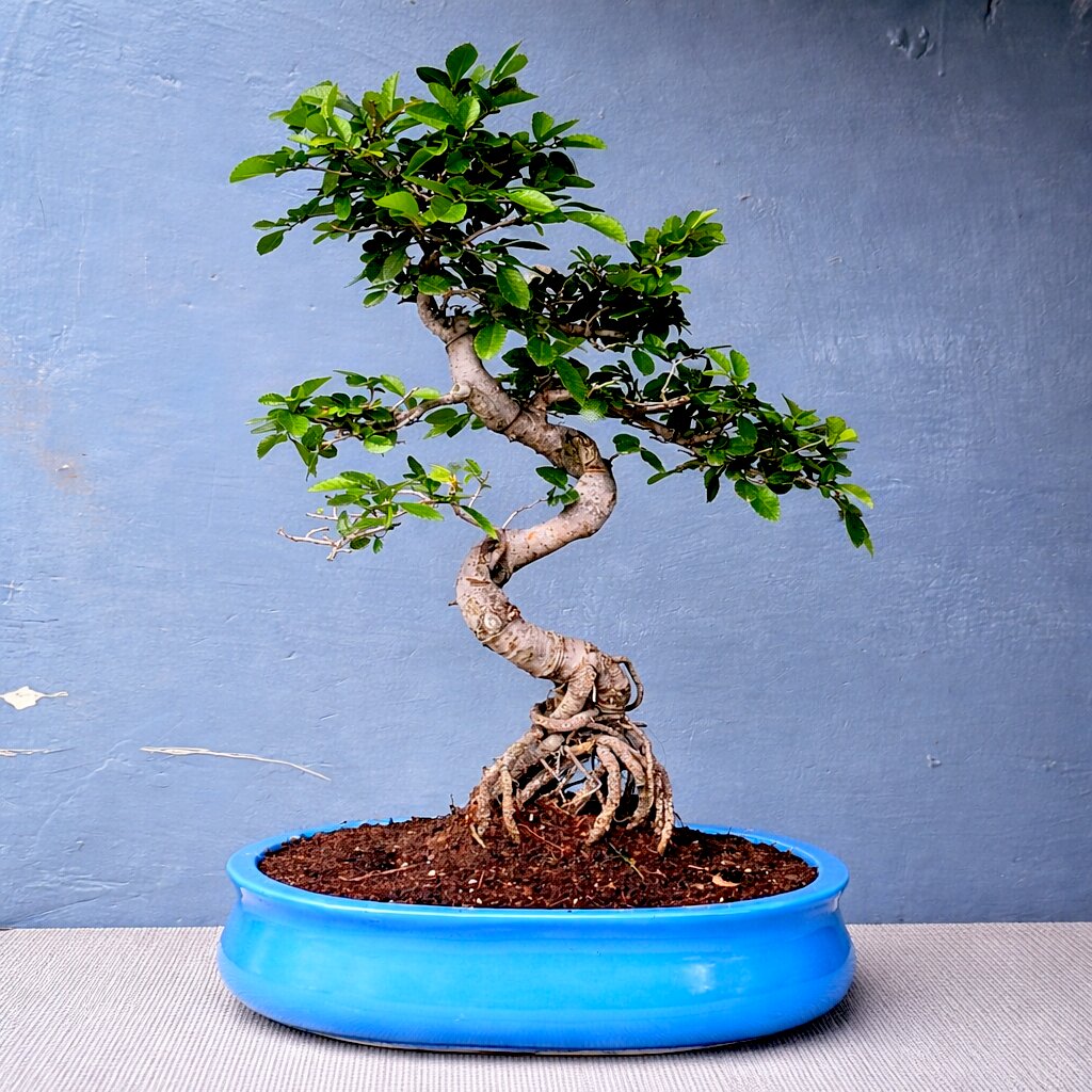 Chinese Elm Bonsai Plant 12 Years 40 CM