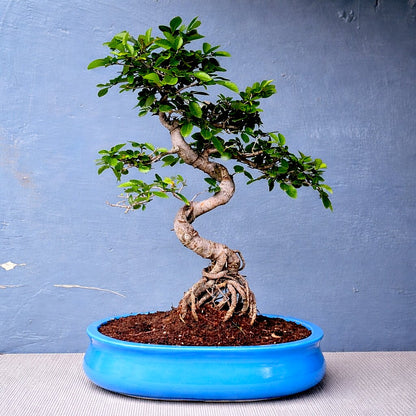 Chinese Elm Indoor Bonsai Tree – 12 Years, Ceramic Pot