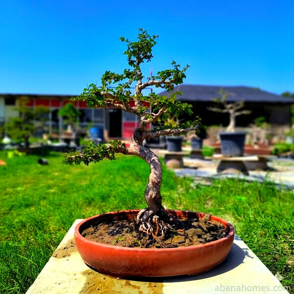 15 Years Old Bonsai Tree - Chinese Elm - Hitori Collections by Abana Homes