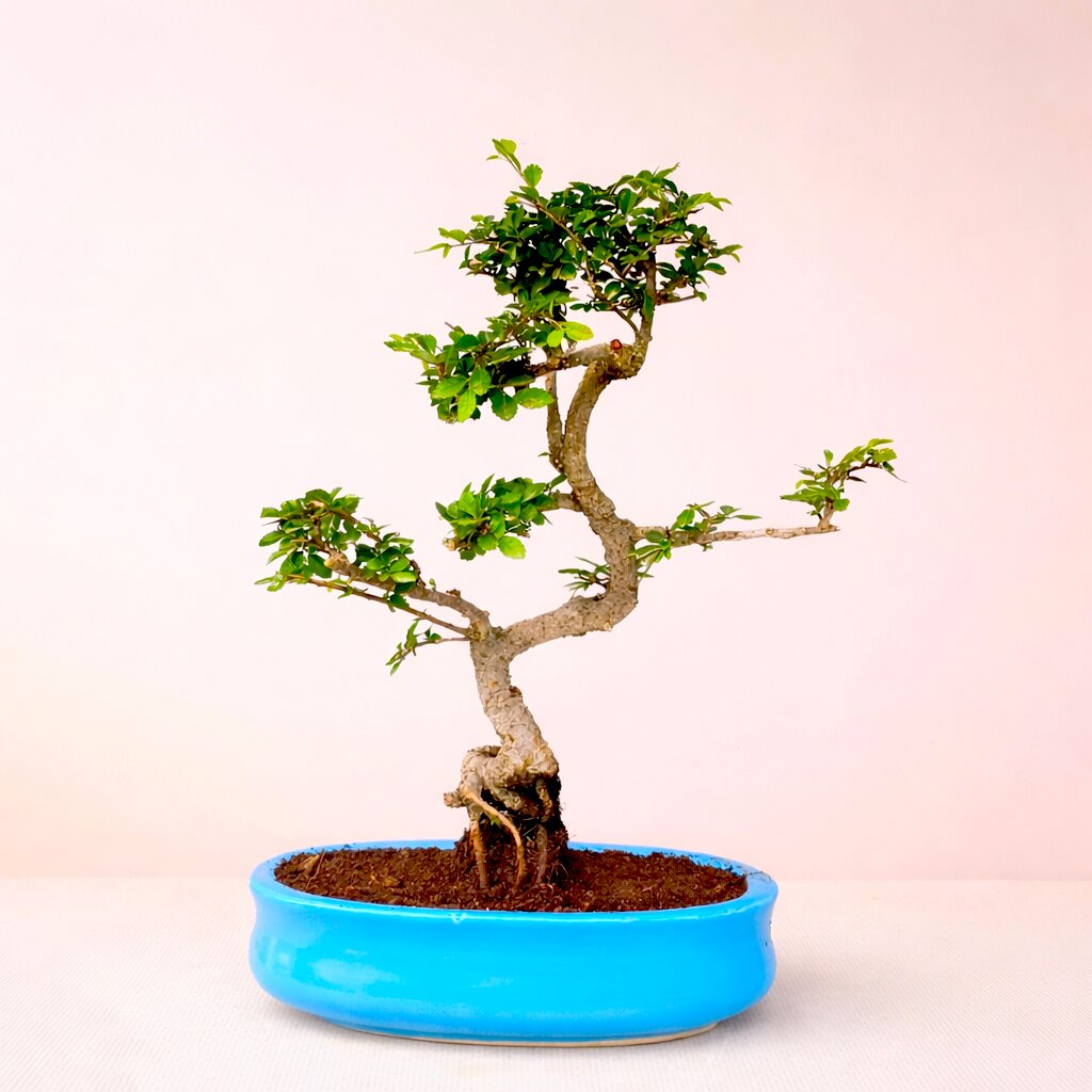 Chinese Elm Bonsai Tree 8 Years 35 CM