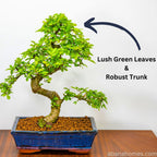Chinese Elm Bonsai Tree 12 Years 35cm in Blue Bonsai Pot