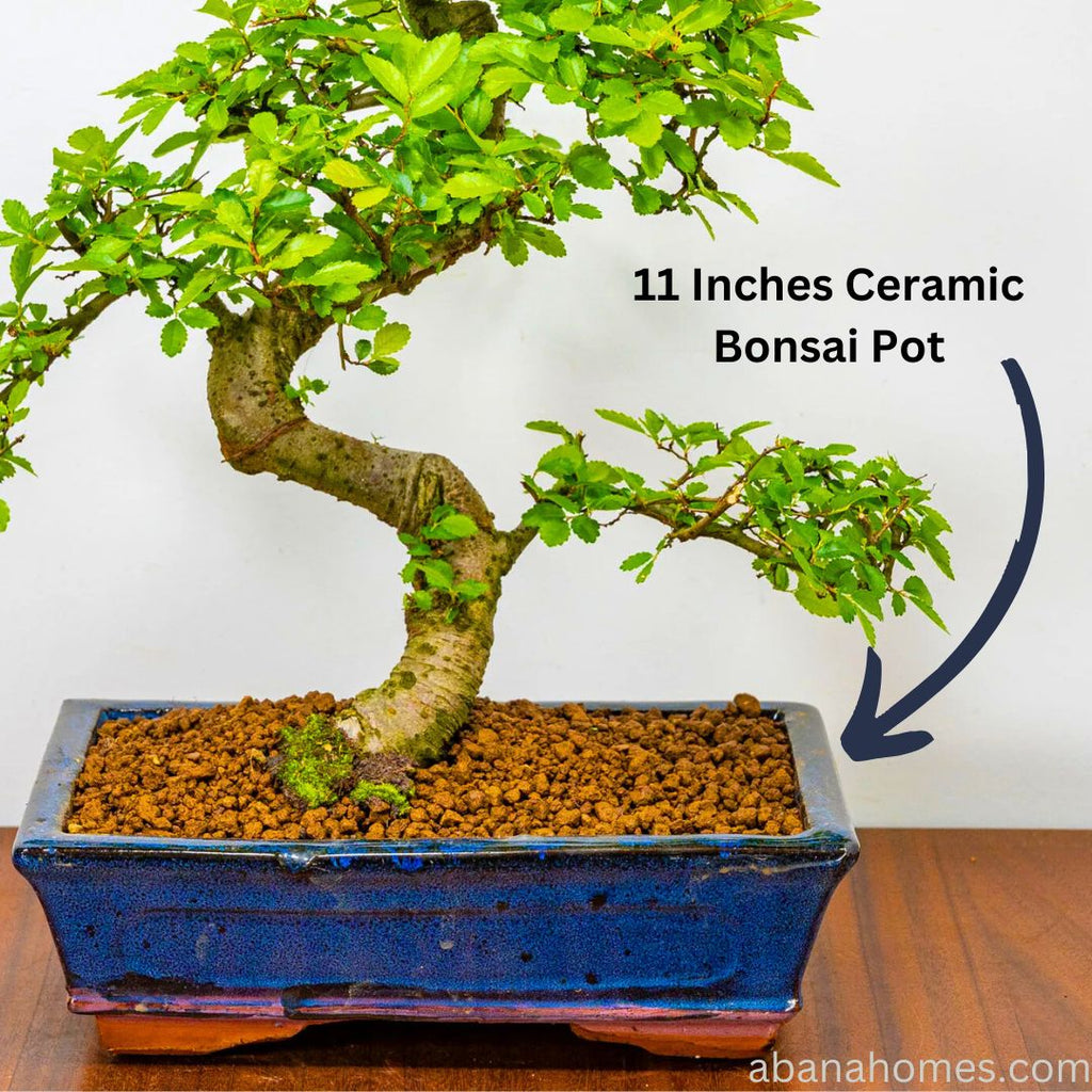 Chinese Elm Bonsai Tree 12 Years 35cm in Blue Bonsai Pot