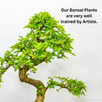 Chinese Elm Bonsai Tree 8 Years 35 CM