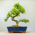 Chinese Elm Bonsai Tree 12 Years 35cm in Blue Bonsai Pot
