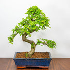 Chinese Elm Bonsai Tree 12 Years 35cm in Blue Bonsai Pot