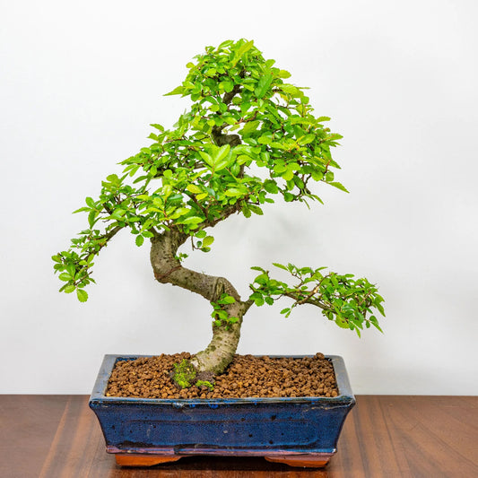 Chinese Elm Bonsai 9 Years – Blue Pot