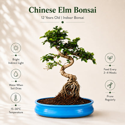 Chinese Elm Indoor Bonsai Tree – 12 Years, Ceramic Pot