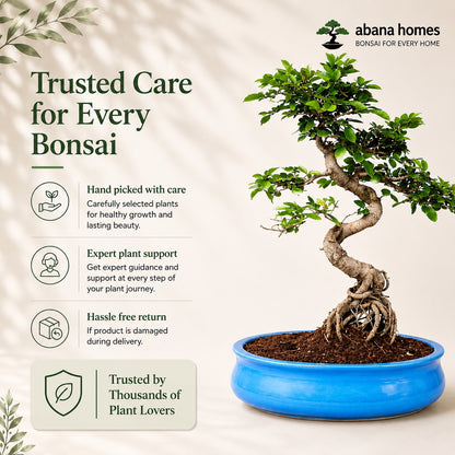 Chinese Elm Indoor Bonsai Tree – 12 Years, Ceramic Pot