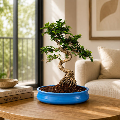 Chinese Elm Indoor Bonsai Tree – 12 Years, Ceramic Pot