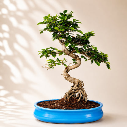 Chinese Elm Indoor Bonsai Tree – 12 Years, Ceramic Pot