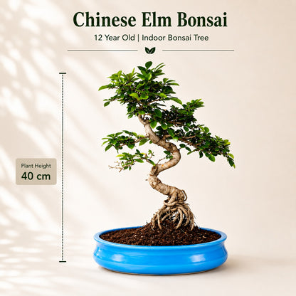 Chinese Elm Indoor Bonsai Tree – 12 Years, Ceramic Pot