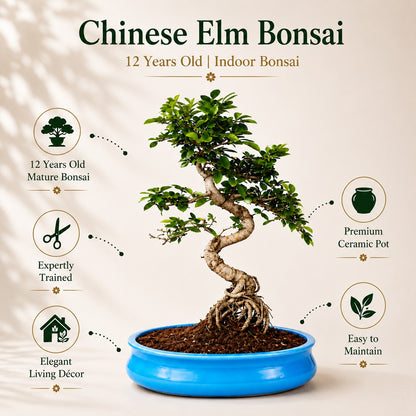 Chinese Elm Indoor Bonsai Tree – 12 Years, Ceramic Pot