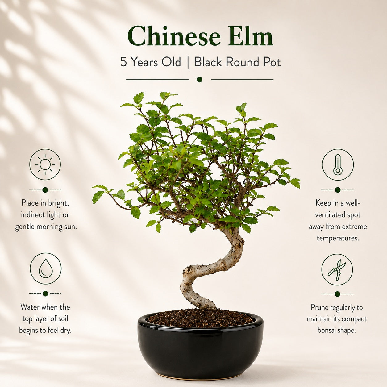 Chinese Elm Indoor Bonsai Tree – 5 Years, Black Round Pot