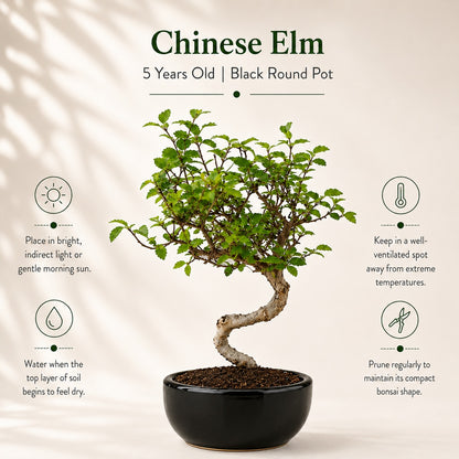 Chinese Elm Indoor Bonsai Tree – 5 Years, Black Round Pot