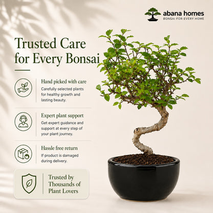 Chinese Elm Indoor Bonsai Tree – 5 Years, Black Round Pot
