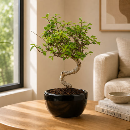 Chinese Elm Indoor Bonsai Tree – 5 Years, Black Round Pot