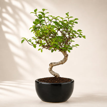 Chinese Elm Indoor Bonsai Tree – 5 Years, Black Round Pot