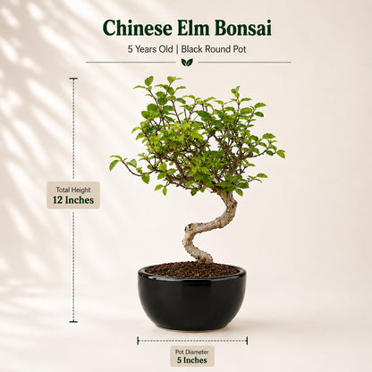 Chinese Elm Indoor Bonsai Tree – 5 Years, Black Round Pot
