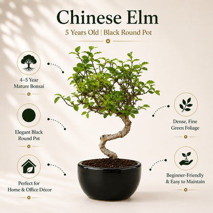 Chinese Elm Indoor Bonsai Tree – 5 Years, Black Round Pot