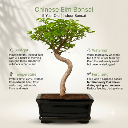 Chinese Elm Indoor Bonsai Tree – 5 Years, White Rectangular Pot