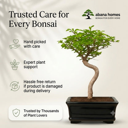 Chinese Elm Indoor Bonsai Tree – 5 Years, White Rectangular Pot